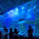 2025년 아쿠아리움+롯데타워 나들이 이미지