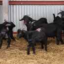 가평흑염소농장 이미지