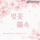 🌸 벚꽃藥속: 봄맞이 약대생 인연 찾기 프로젝트 🌸 이미지