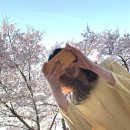 생명의 숲 | 합천생명의숲 일해공원 벚꽃스팟 봄나들이/크리스피크림도넛/봄은 맛있는 계절