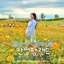 경기도 가볼만한곳 안성 팜랜드 후기 (코스모스, 핑크뮬리 만개 입장권 할인, 자전거 동물 10월 정보 등)