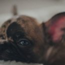 친구가 될 동물병원 이미지