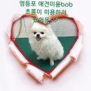 초롱이애견샵