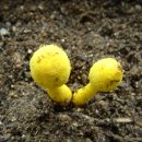 황금버섯 이미지