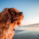 더바른 동물병원 이미지