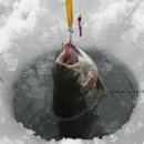 [화천여행] 산천어 축제와 함께하는 2013바로파로 축제를 즐기자 이미지