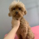 아이케어동물병원 이미지