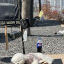 [고성 캠핑장] 애견동반 가능 경남 고성 산들바다관광농원 캠핑장(250321-250323)