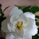 하얀정원 이미지