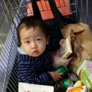 분당-383 이미지