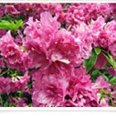 장양초등학교 이미지