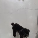 디디샾