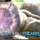 자색 이미지
