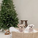 모모티디 독 쌀롱 반려견 미용 계림점 이미지