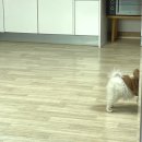 별산펜션 | 광주 애견동반 별산펜션 솔직후기 / 광주근교 애견동반숙소 / 전라남도 애견동반 숙소