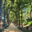 우로지 자연숲 황토길 이미지