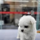 플레이독 파주본점 이미지