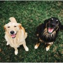 메리트원 동물의료센터 이미지