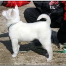 진이애견 이미지