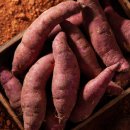 관수농장 | 6시내고향 무안고구마 농장 택배 주문처 정보