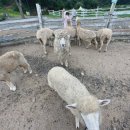 주아목장 이미지