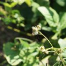 팥 Vigna angularis (Wild.) Ohwi &amp; H. Ohashi 이미지