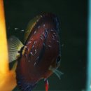 Red Catana Discus 업그레이드를 위해 s e c r e t 과의 교배 (두 번째 생산) 이미지