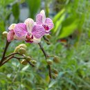 호접란(Phalaenopsis) 이미지