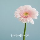 꽃은 바람에 흔들리며 핀다 이미지