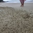 암태초등학교 이미지