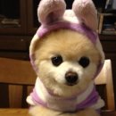 예쁜강아지 이미지