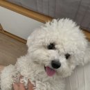 화양견화 이미지