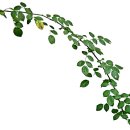 푸른신호약국 이미지