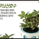 화초 Daum카페