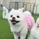 마마스미독펜트하우스 광주애견유치원&애견호텔 본점 이미지