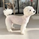 트윈독스 이미지