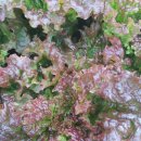 청라농장 이미지