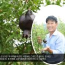 전남 고흥 석류농원 김여종씨 (새롭게 개발한 흙석류 맛은 거이 빨강 석류와 같아요)농원에 다녀와서 이미지