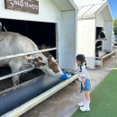 꼭지목장 | 제주 동쪽 아이와 가볼만한 곳 아침미소목장 입장료 카페 우유주기체험 소퇴근길 등