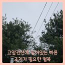 (주)홍창엠엔티진천공장 | 일산 고압전선 나무 가지치기 벌목