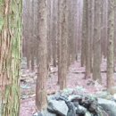 피톤치드 이미지