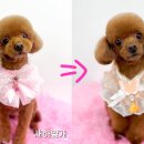 새하얗개 이미지