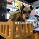 개 이쁘개 이미지