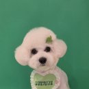 꽁꼼하개 이미지