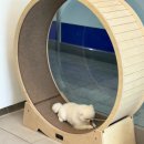 이솜 동물병원 이미지