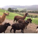 투어 팜(TOUR FARM)