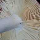 수원-0805 이미지