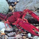 Procambarus clarkii 계열에 대해서 이미지