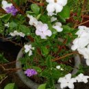 사랑의 노래 이미지