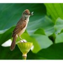 연밥에 앉은 개개비 이미지